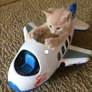 Meet your Posher, Thatiana